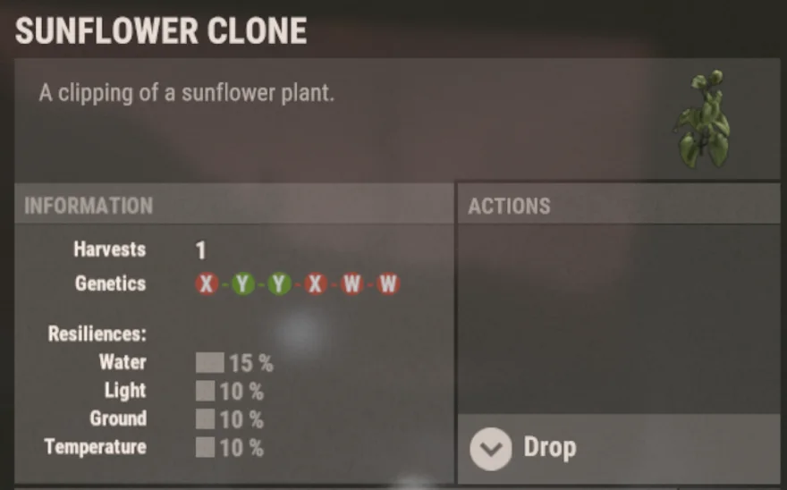 Rust-Inventar: Sunflower Clone mit der Genetik X Y Y X W W